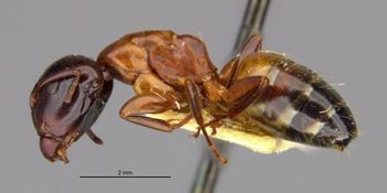 Media type: image;   Entomology 21525 Aspect: habitus lateral view